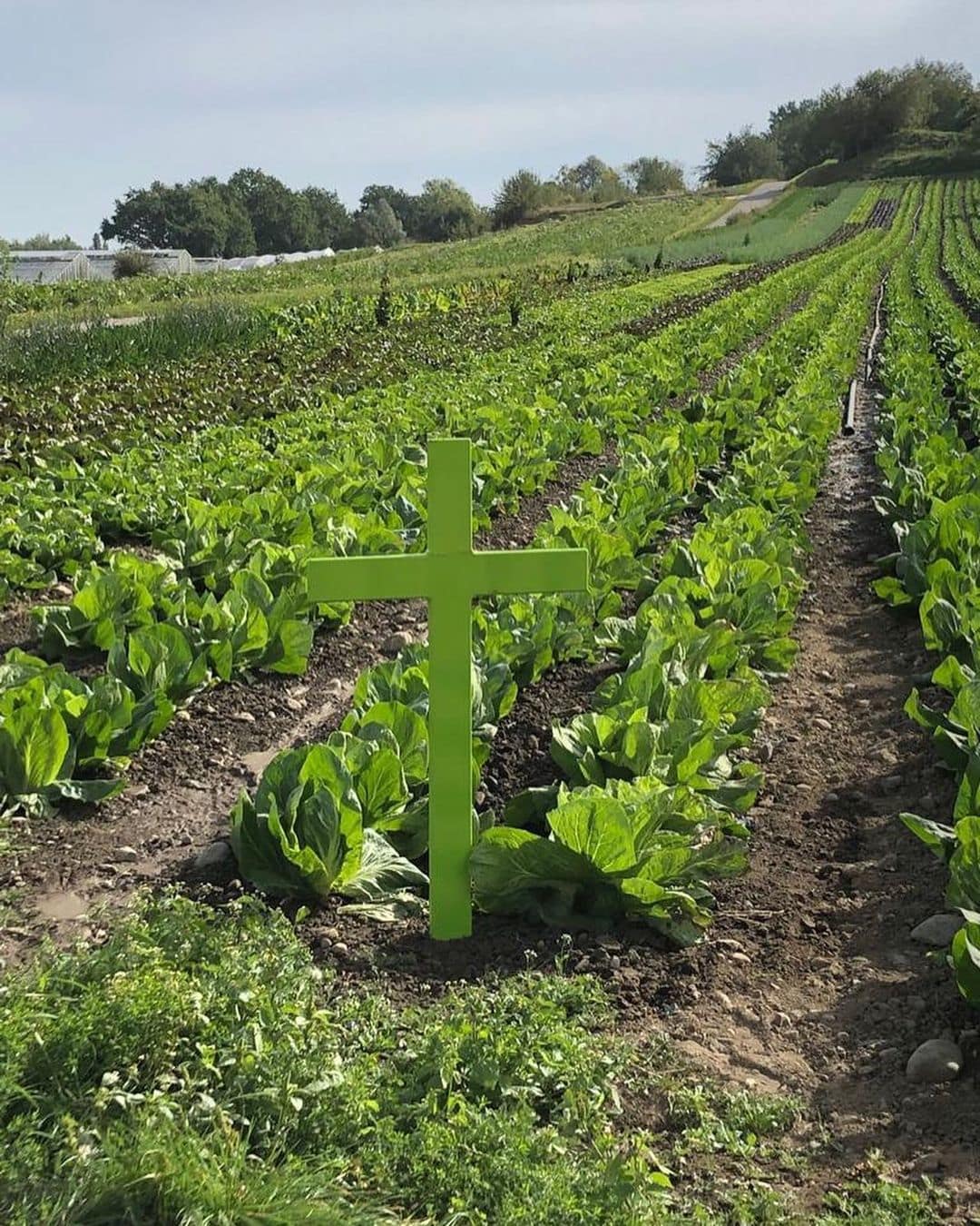 Agrarpaket grünes Kreuz bei Gemüsebau Glaser in Iznang