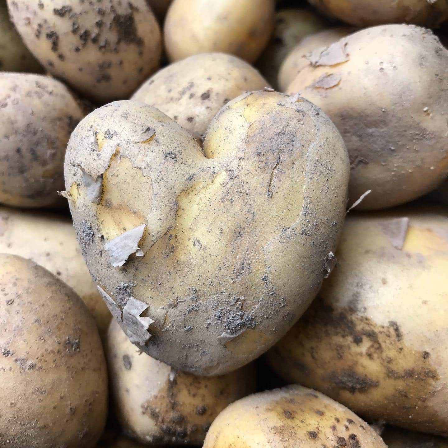 frische Kartoffel aus der Höri von Gemüsebau Glaser Iznang