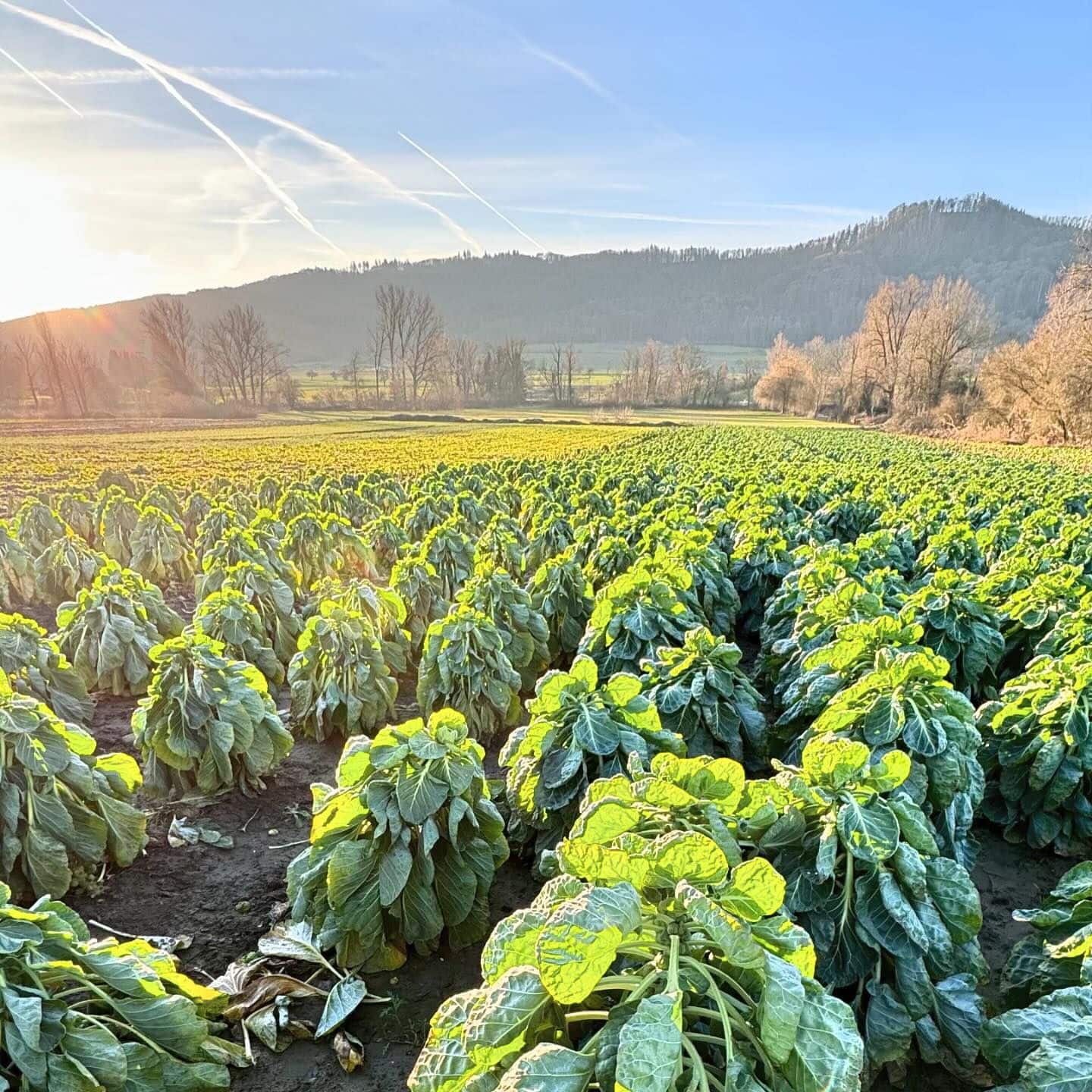 Unser Rosenkohl – Eine echte Vitaminbombe | Glaser Iznang