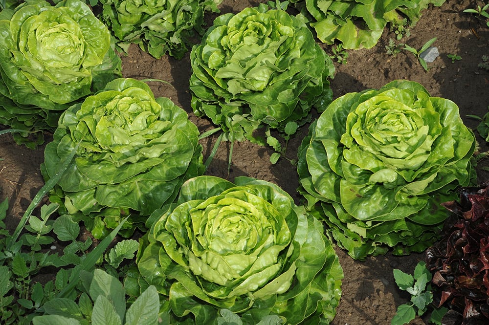 Anbau von frischem Salat auf der Höri